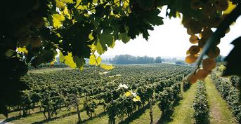 Weinberg Ricchi Garda Lombardei