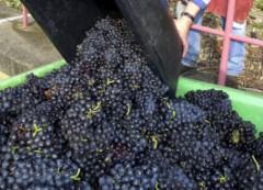 Rotwein an der Ahr