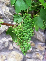 Rheingau Rheingau