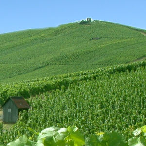 Weinversand deutsche Weine alkoholfrei