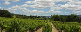 Weinberg vor bewölktem Himmel