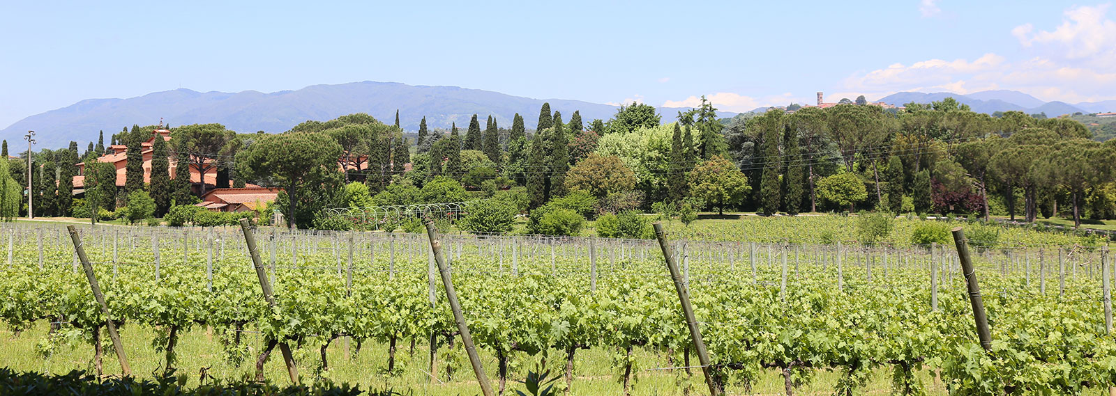 Weingut Fattoria del Teso in der Toskana Bild von Reben vom Weingut Fattoria del Teso