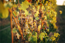 Weinrebe von Weingut im Zwölberich