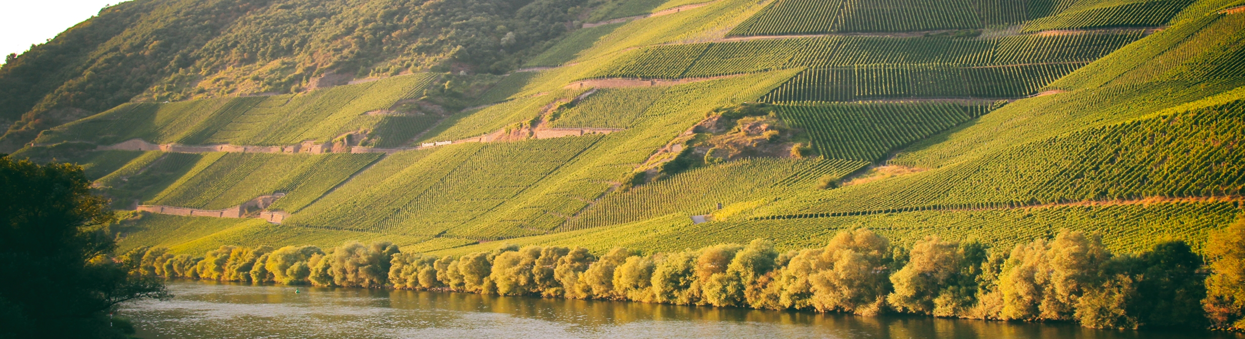 Bild von einem Weinberg an der Mosel