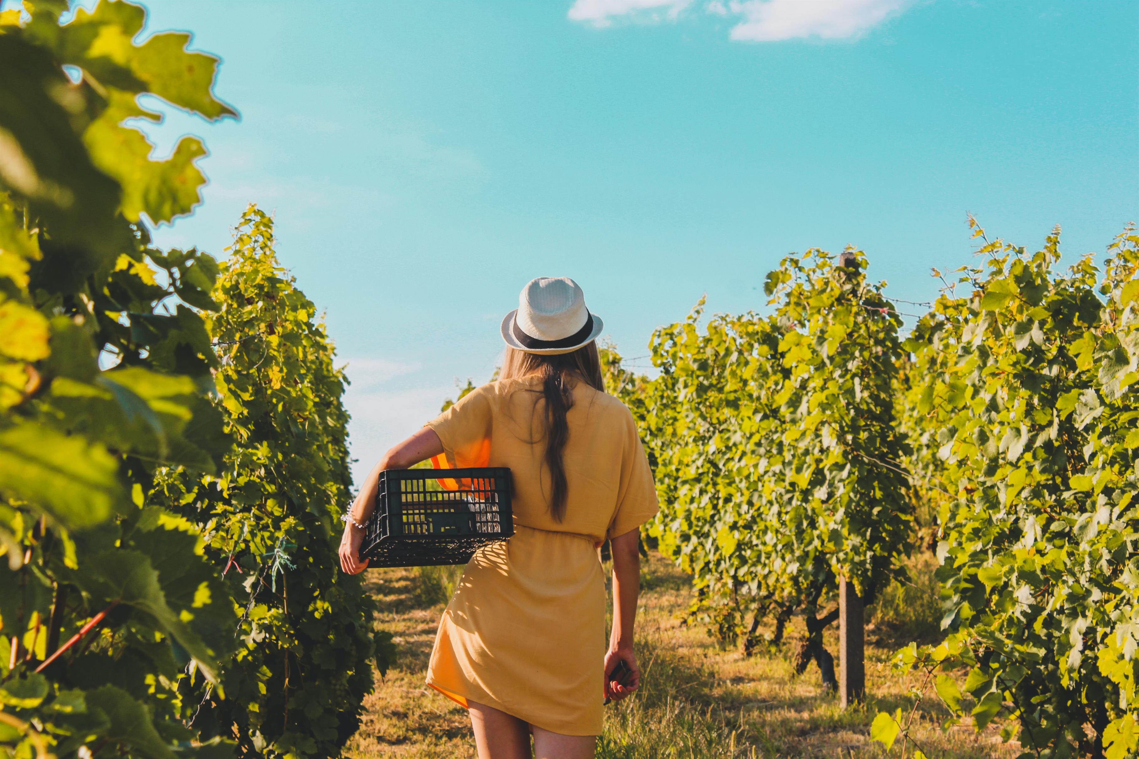 Frau bei sonnigem Wetter im Weinberg