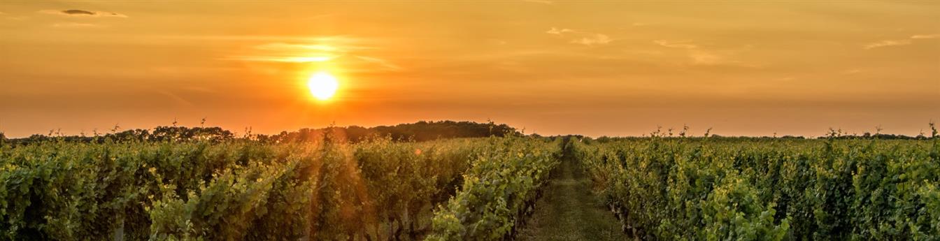 Sonnenaufgang über den Weinbergen!