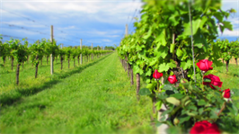 Saftig grüner Weinberg vor blauem Himmel