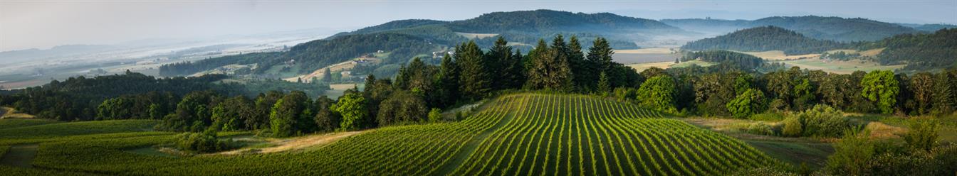 Blick über Weinreben auf die Berge