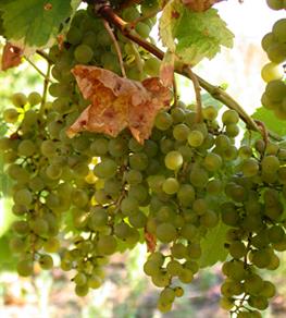 Bild von Weinreben von der Weinkellerei Weinkönig